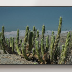 Fine Art Fotografie, Kaktus, Wandkunst | Posterdruck, Wüste, Kunstposter | Museumsqualität, Naturfotografie, einrahmbar, Landschaft, Farbe