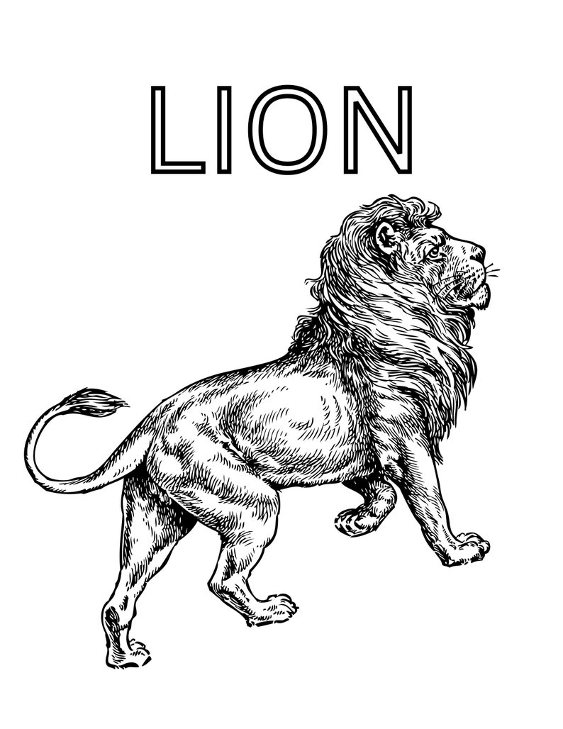 20 Wild Life Animals Coloring Pages for Kids Lion Panda Etsy