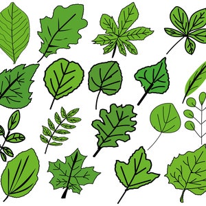 Tropical Leaves Svg | Leaf Svg | Monstera Leaf Svg |  spring and autumn leaves|Jungle leaf svg | tropical leaf cutfiles | Cricut |Silhouette