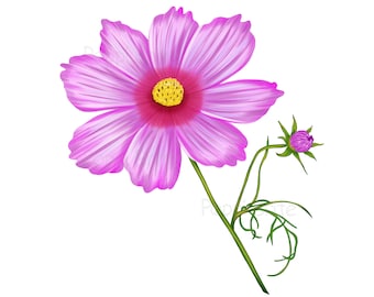 Różowy Kosmos Kwiat Sztuka, Ręcznie Rysowana Sztuka, Ilustracja Botaniczna, Pobieranie Cyfrowe, Plik PNG