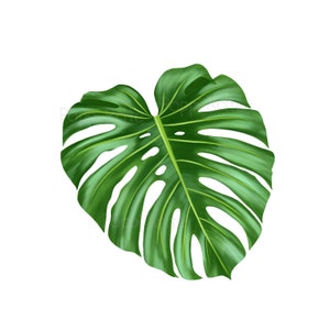 Hoja de Monstera dibujada a mano, ilustración botánica, descarga digital, archivo PNG