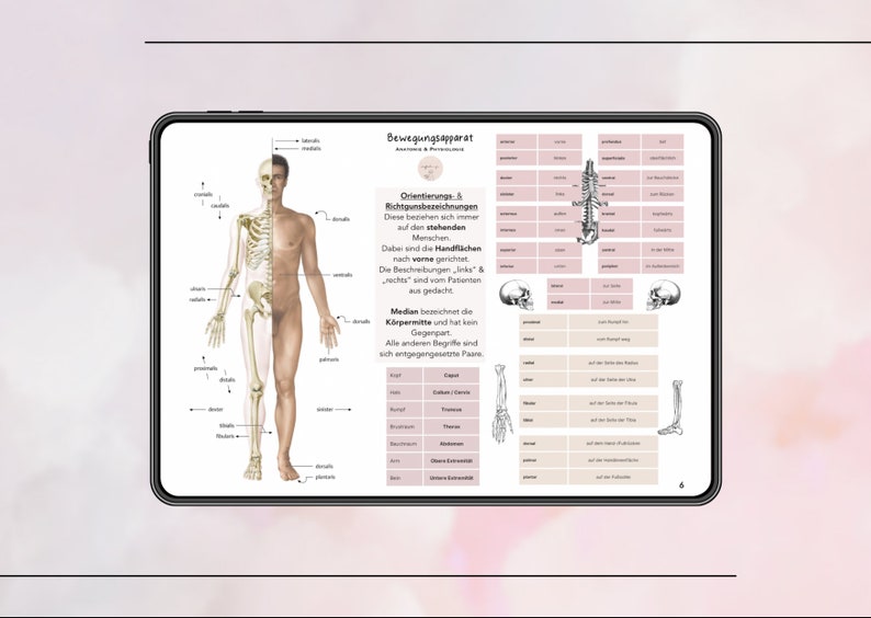 Puede incluir: Una tableta digital que muestra una ilustraci&oacute;n de anatom&iacute;a humana con etiquetas en alem&aacute;n. La ilustraci&oacute;n muestra un sistema esquel&eacute;tico y un sistema muscular. La tableta tambi&eacute;n incluye una tabla con t&eacute;rminos anat&oacute;micos y sus definiciones.