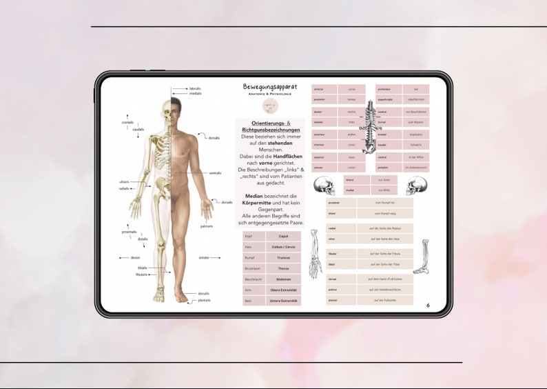 Appareil locomoteur fiche d'apprentissage radiographie & échographie pdf 29 pages DIN-A4 image 4