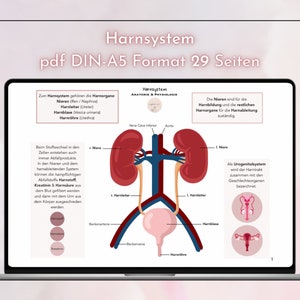 May include: A diagram of the human urinary system, showing the kidneys, ureters, bladder, and urethra. The text in the image reads "Harnsystem" and "pdf DIN-A5 Format 29 Seiten".