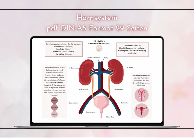 May include: A diagram of the human urinary system, showing the kidneys, ureters, bladder, and urethra. The text in the image reads "Harnsystem" and "pdf DIN-A5 Format 29 Seiten".