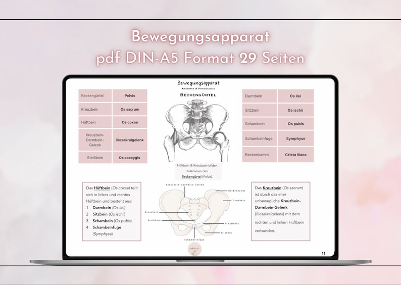 Puede incluir: Un diagrama de la pelvis humana, etiquetado en alem&aacute;n. El diagrama muestra los huesos de la pelvis, incluyendo el sacro, el ilion, el isquion y el pubis. El diagrama tambi&eacute;n muestra los ligamentos y m&uacute;sculos que conectan los huesos de la pelvis.