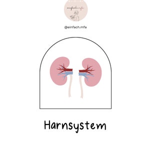 Puede incluir: Ilustración del sistema urinario humano con dos riñones rosas, venas rojas y azules, y el texto "Harnsystem" en negro.