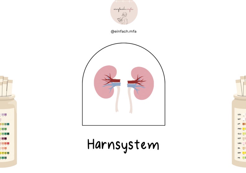 May include: Illustration of the human urinary system with two pink kidneys, red and blue veins, and the text "Harnsystem" in black.