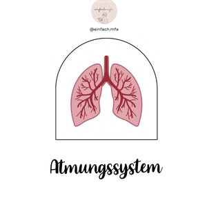 Könnte beinhalten: Eine einfache Illustration des menschlichen Atmungssystems, die die Lungen in rosa mit roten verzweigten Gefäßen zeigt. Der Text "Atmungssystem" steht unter dem Bild.
