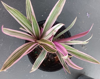 6”  Pink Variegated Oyster Plant