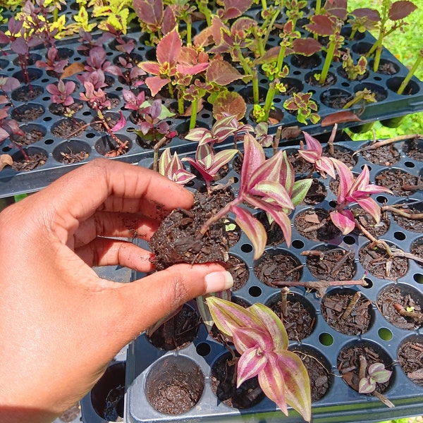 Wandering Jew Rooted Plug