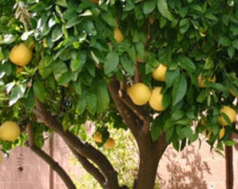 Ruby Red Grapefruit Tree Pomelo