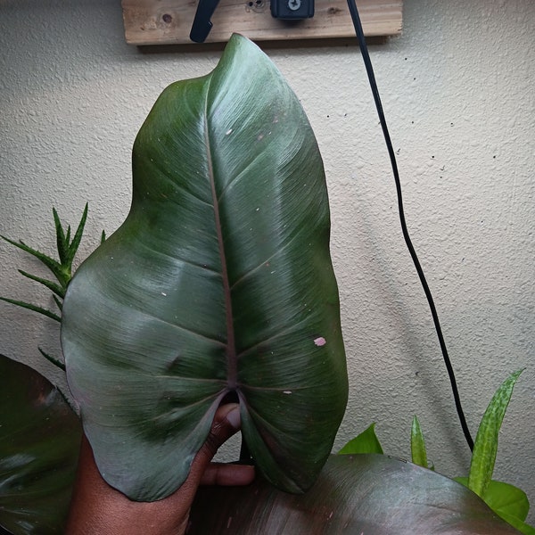 Pink Princess Philodendron Cutting Low Variegation one node