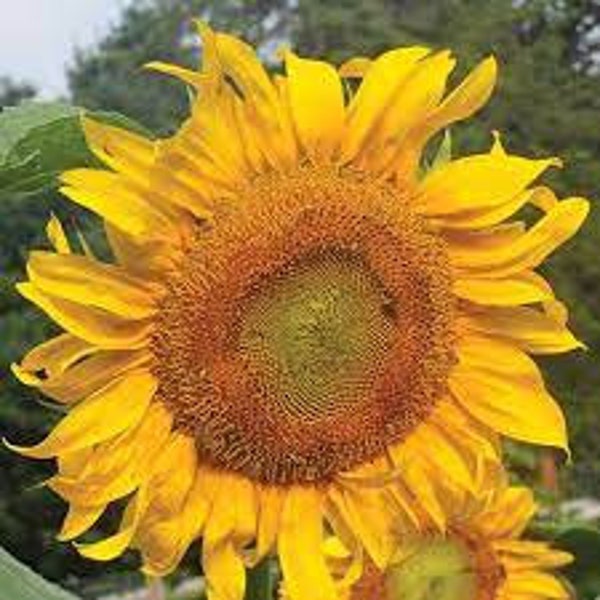Sunflower Plug