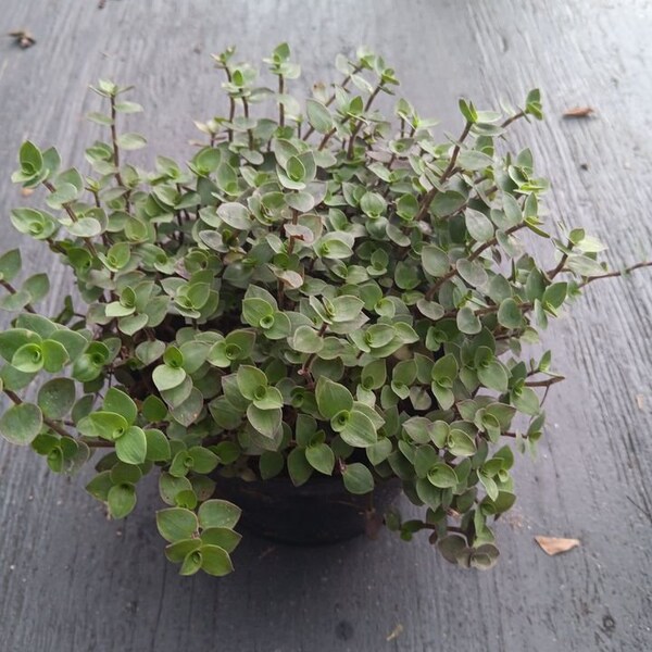 Bolivian Wandering Jew creeping inch Callisia repens