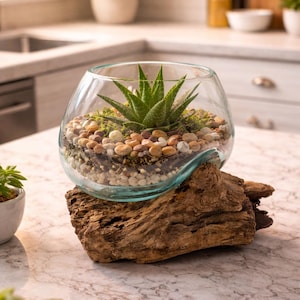 common house succulents Assorted Succulent 4"
