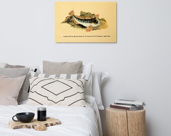 Scorpion Fish Metal Print – Edward Donovan 1802 Illustration, Glossy Ocean Wall Art