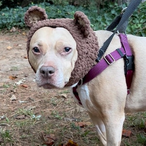 May include: A tan and white dog wearing a brown crocheted bear hat with attached ears. The dog is wearing a purple harness and leash. The background is a natural outdoor setting with trees and grass.