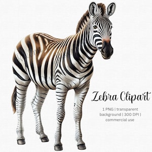 Zebra Clipart PNG ideal para Safari Nursery Decor, Zebra Art Prints, Scrapbook y más / PNG transparente / Uso comercial gratuito