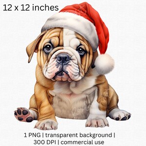 Cute English Bulldog Clipart, Christmas Bulldog Puppy in Santa Hat Clipart, Transparent Background, Commercial License Included