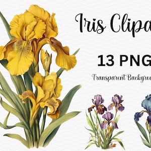 May include: A digital illustration of yellow iris flowers with green leaves. The image is labeled "Iris Clipart 13 PNG Transparent Background".
