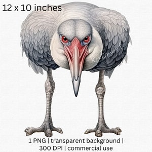 Staring Ostrich Clipart / Funny Ostrich PNG / Diseño de sublimación de avestruz / Elaboración digital / PNG transparente / Uso comercial gratuito
