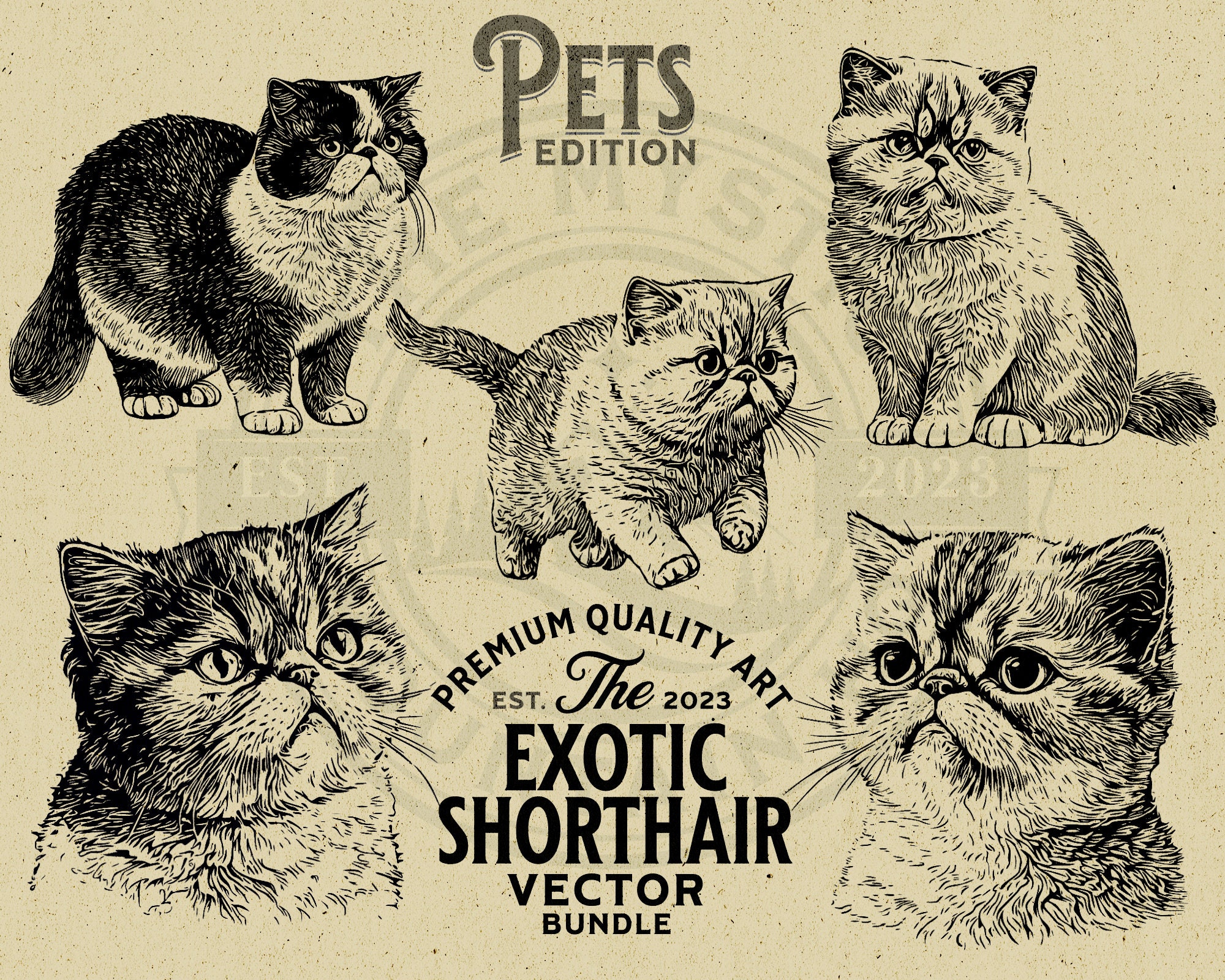 エキゾチックショートヘア猫のベクターイラストバンドル、SVG、PNG