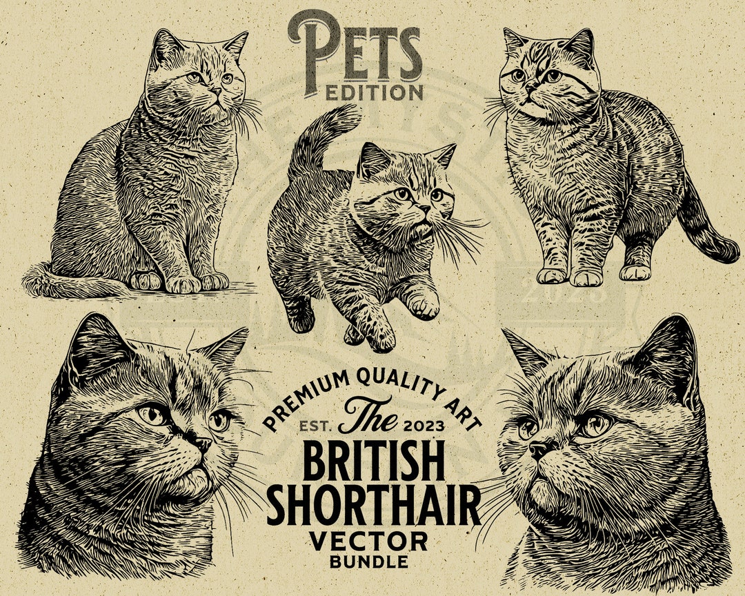 British Shorthair Cat Vector Illustration Bundle, SVG PNG (digital ...