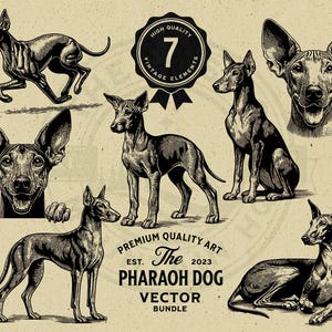May include: Seven black and white illustrations of Pharaoh Hound dogs in various poses. The illustrations are in a vintage style and are set against a beige background. The text "HIGH QUALITY", "VINTAGE ELEMENTS", "7", "PREMIUM QUALITY ART", "EST. 2023", "The PHARAOH DOG", "VECTOR BUNDLE" is included in the image.