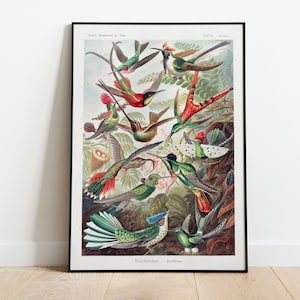 Vintage Bird Illustration Trochilidae–Kolibris Ernst Haeckel High Resolution Digital Download Antique Wall Art Scientific Print Zoology