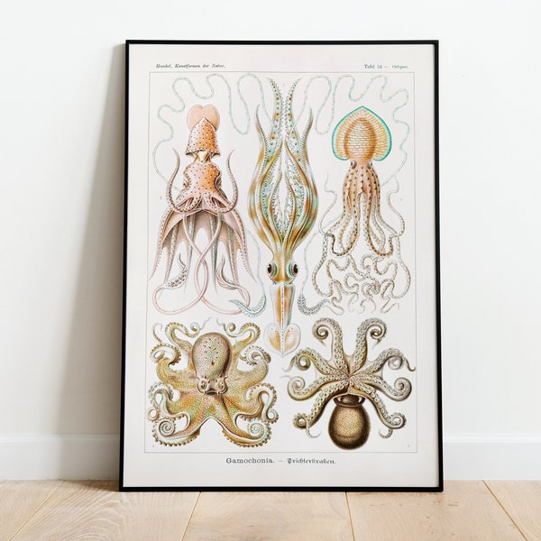 Vintage Octopus Squid Scientific Illustration - High Resolution Digital Download For Quality Wall Art Prints, Home Decor Ernst Haeckel Print