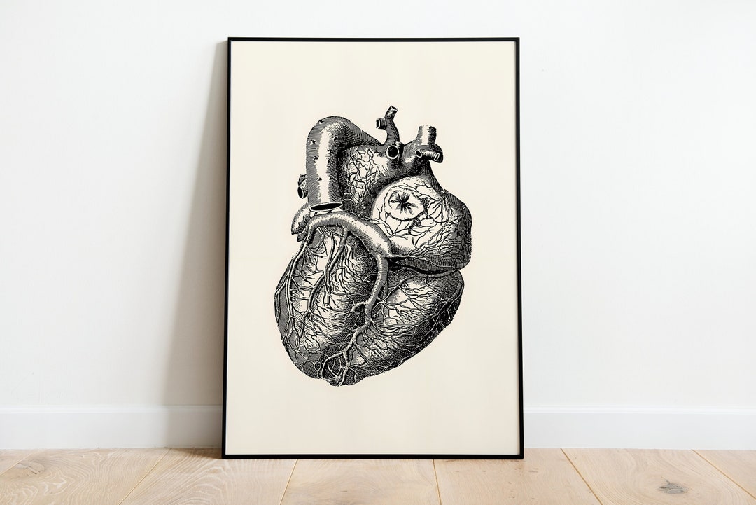 Anatomical Heart Vintage Scientific Illustration High Resolution ...