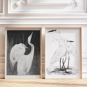 Vogel-Druck-Set, Reihermalerei, Reiherdekor, Reiherwandkunst, Ornithologie-Kunst, Vogelliebhaber-Geschenk, Schwarzweiß-Kunstwerk, Antike Skizzendruck