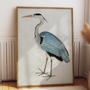 Impresión de garza azul, dibujo de pájaro antiguo, obra de arte antigua, arte de pared de garza azul, póster de pájaro vintage, decoración de ornitología, impresión de naturaleza