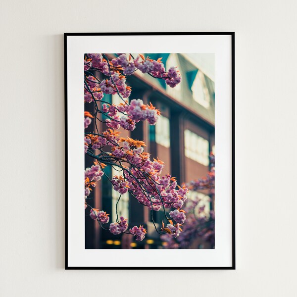 Kwanzan Cherry Tree - Etsy