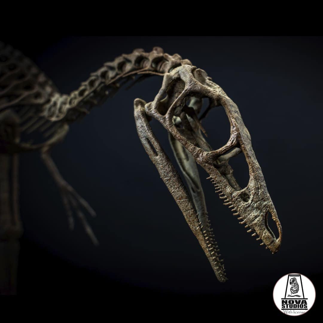 Compsognathus Longipes Skeleton: Extinct Fauna of the