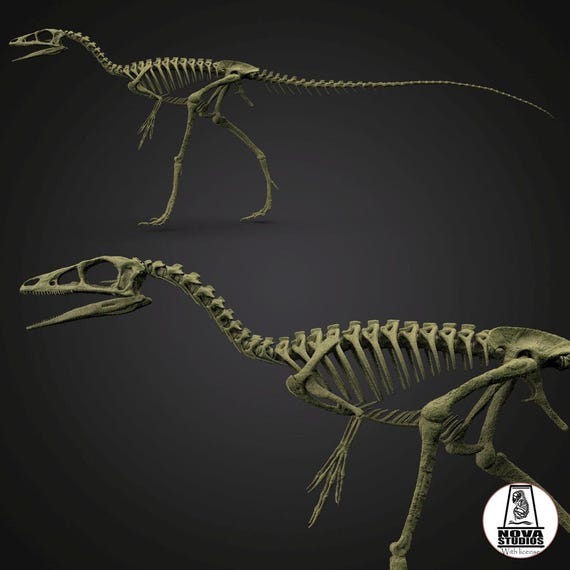 完璧すぎるが故三度も Extinct Skeleton: Longipes Compsognathus Fauna the of その他