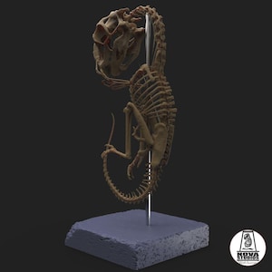 Detailed skeleton of Oviraptor fetus, Extinct Mesozoic Fauna in Resin - Miniature for Painting, collectors and decoration