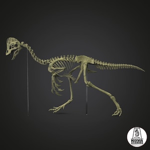 Detailed skeleton of Anzu wyliei, Extinct Fauna of the Mesozoic in Resin - Miniature for Painting, collectors and decoration