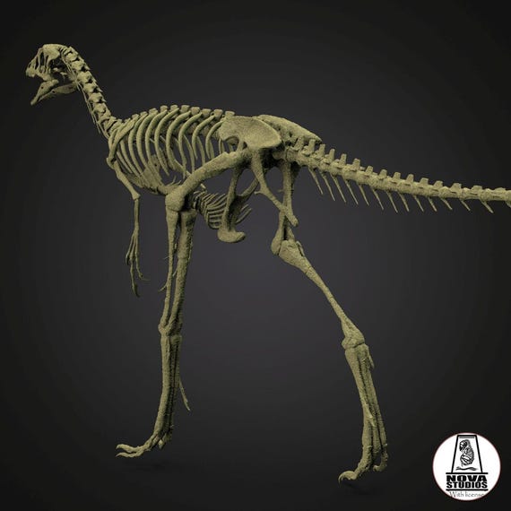 コンプソグナトス◇Compsognathus longipes◇全身骨格レプリカ コンプソグナトスCompsognathus longipes全身骨格レプリカ