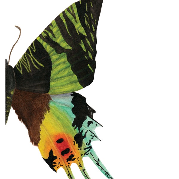 Madagascan Sunset Moth Watercolor Print; Home Decor, Office Decor, nature, butterfly, rainbow moth