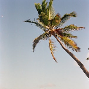 Ocean Palm