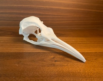 Penguin Skull (Aptenodytes forsteri) - Emperor Penguin, Adult highly realistic Eye Catcher and decoration