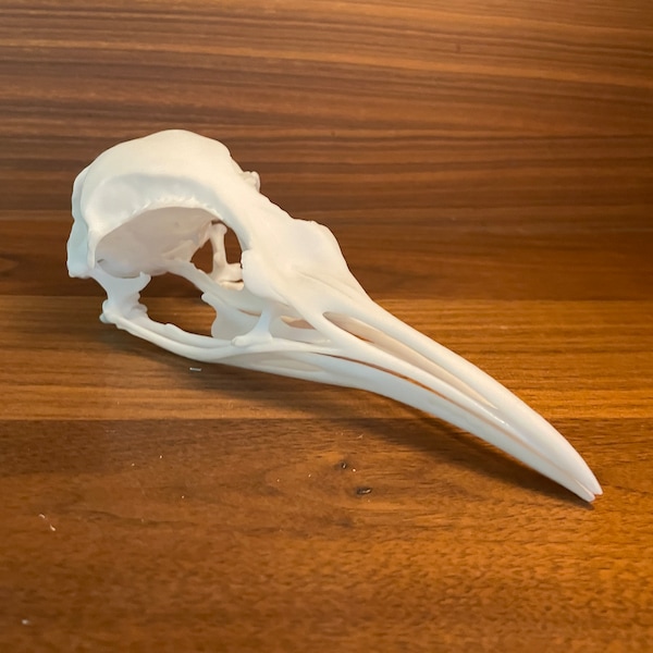 Crâne de pingouin (Aptenodytes forsteri) - Manchot empereur, accroche-regard et décoration très réalistes pour adultes