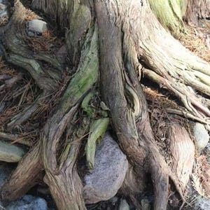 Twisted Roots