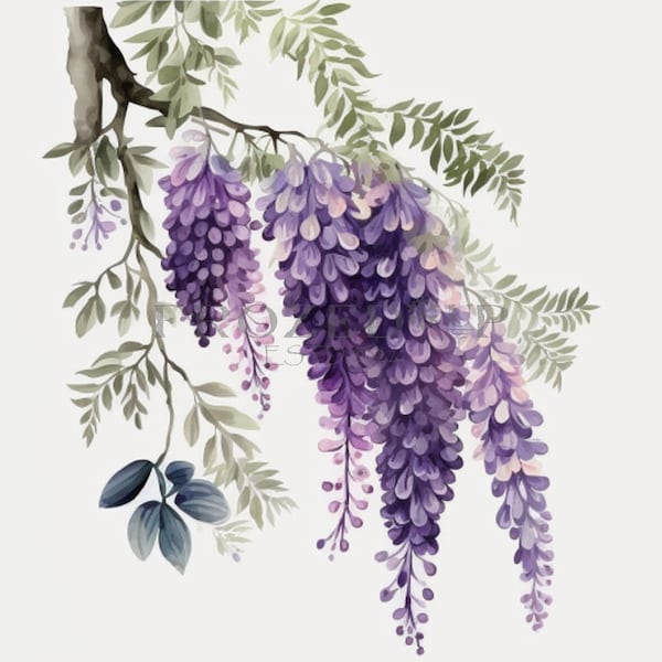 Aquarelle Wisteria Digital Clipart Bundle, 12 PNG, beaux dessins pour toute utilisation