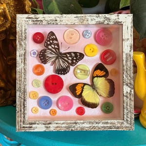 Farfalle tigre blu e gialle con punte arancioni, cornice 5x5 con bottoni rosa e arcobaleno stravaganti, provenienti da fonti etiche. Insetto tassidermizzato, curiosità.