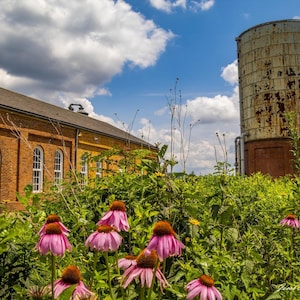 May include: A brick building with a rusty water tower in the background. The building has several windows and a door. There are pink flowers in the foreground.