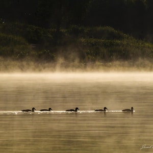 May include: A misty morning scene with a line of ducks swimming across a still lake. The ducks are silhouetted against the fog, creating a peaceful and serene image.
