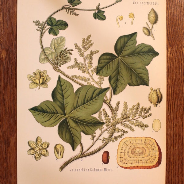 The Jateorrhiza palmata. Vintage botanical print. Köhler's Medizinal-Pflanzen reprinted in 1988.